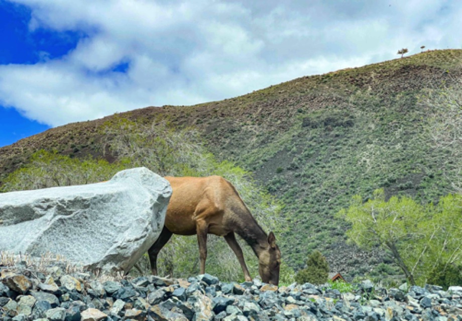 Elk Grazing
Roosevelt Lodge, Gardiner 
Near Yellowstone N entrance